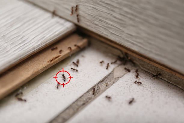 Best Wildlife Control Services  in Dickinson, TX