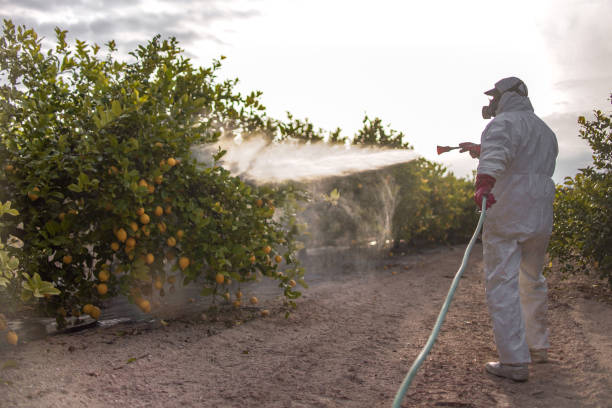 Best Local Pest Control Services  in Dickinson, TX