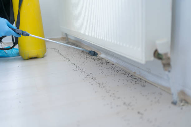 Best Residential Pest Control  in Dickinson, TX
