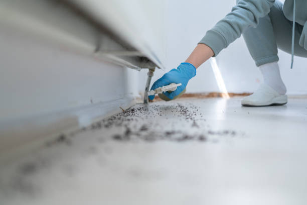 Best Termite Control Services  in Dickinson, TX